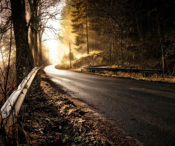 A path winding through a serene forest, symbolizing a consistent journey.